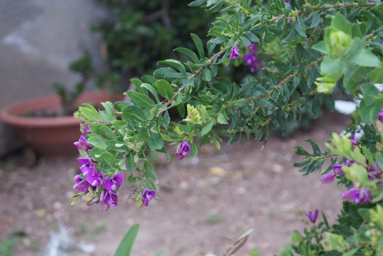 קאלה גונונה Il Lentischio Holiday Home מראה חיצוני תמונה